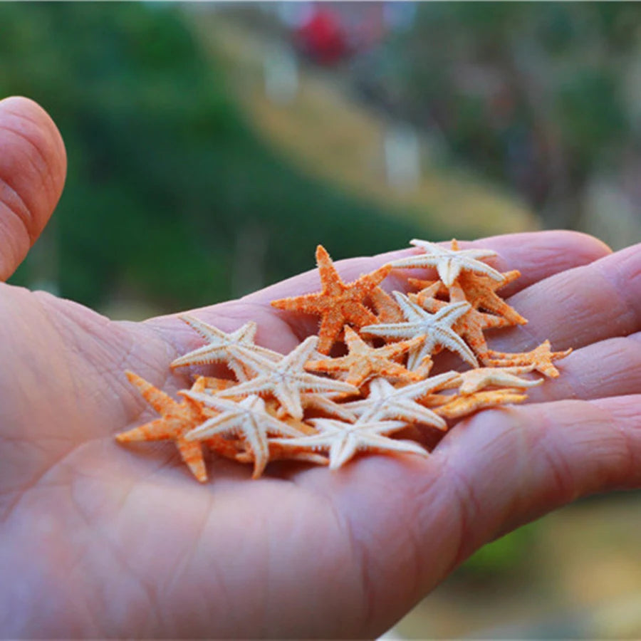 40piece 1-2cm Cute Starfish Natural Sea Shell Beads Mixed Jewelry Making Glass Vial Pendants Glass Globe Filler DIY Material