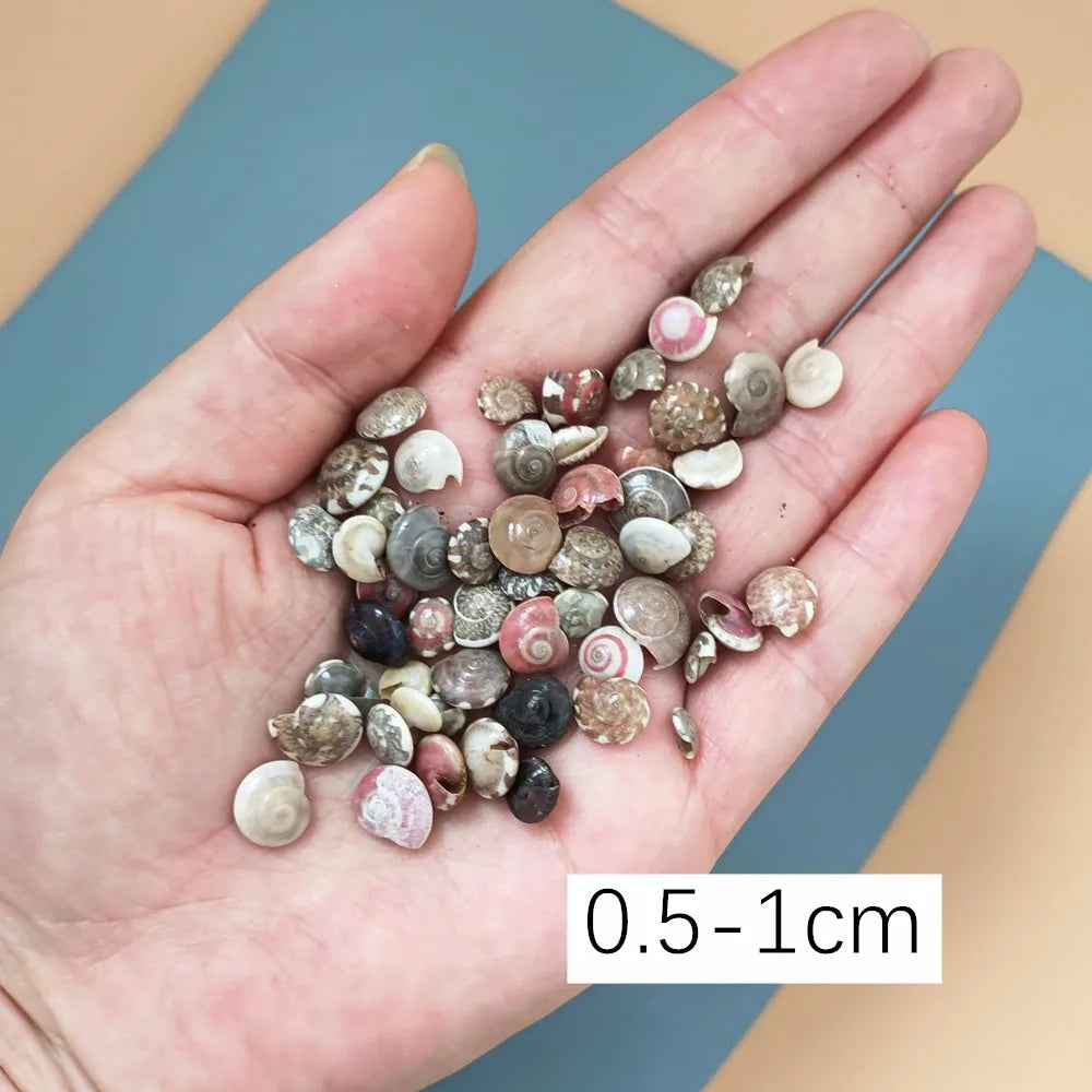 40piece 1-2cm Cute Starfish Natural Sea Shell Beads Mixed Jewelry Making Glass Vial Pendants Glass Globe Filler DIY Material