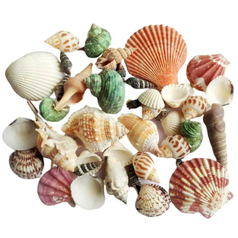120g Natural Seashell Sea Conch Hermit House Aquarium Practical Shells Crafts Decorations Beach Durable Drop Shipping