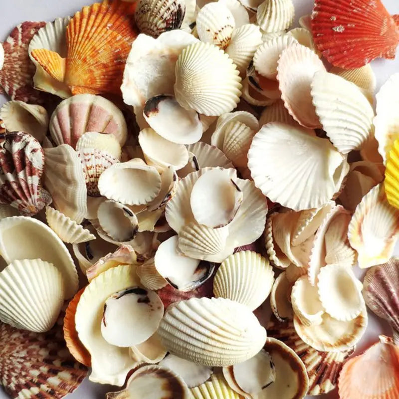 120g Natural Seashell Sea Conch Hermit House Aquarium Practical Shells Crafts Decorations Beach Durable Drop Shipping