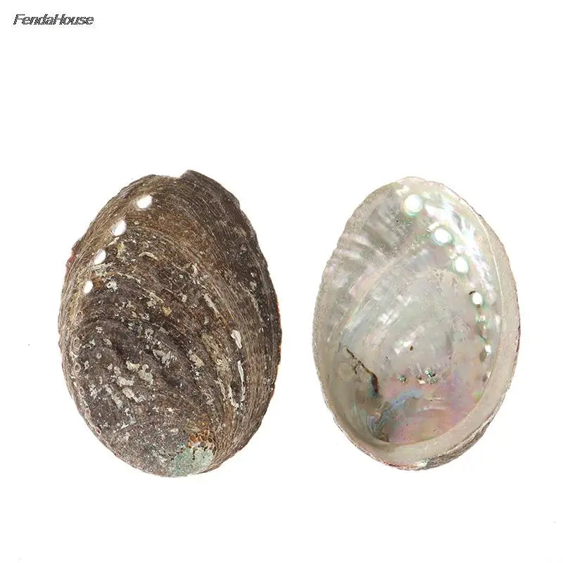 10-14Cm Natural Abalone Shell Large Sea Shells Nautical Decor Soap Landscape Fish Diy Aquarium Wedding Dish Tank Home Decor