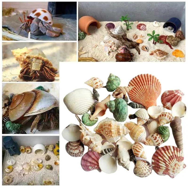 120g Natural Seashell Sea Conch Hermit House Aquarium Practical Shells Crafts Decorations Beach Durable Drop Shipping