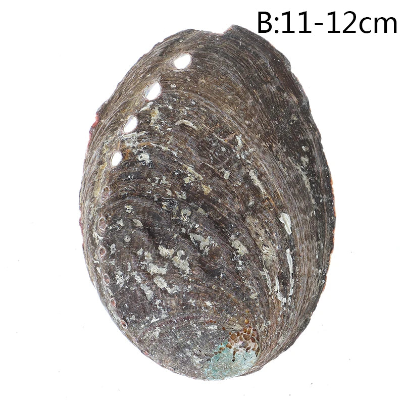 10-14Cm Natural Abalone Shell Large Sea Shells Nautical Decor Soap Landscape Fish Diy Aquarium Wedding Dish Tank Home Decor