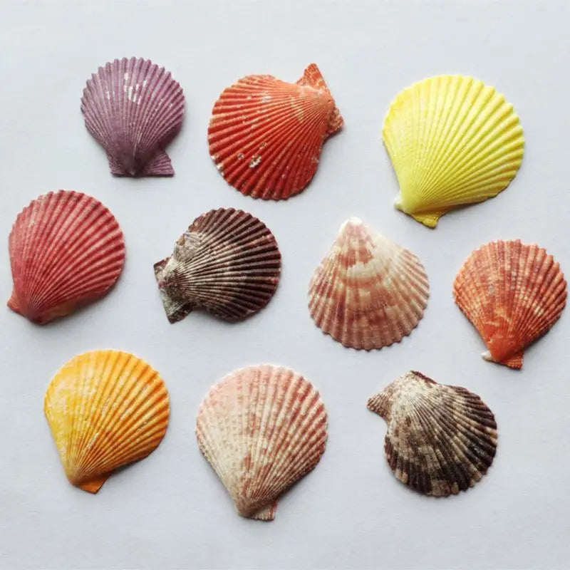 120g Natural Seashell Sea Conch Hermit House Aquarium Practical Shells Crafts Decorations Beach Durable Drop Shipping