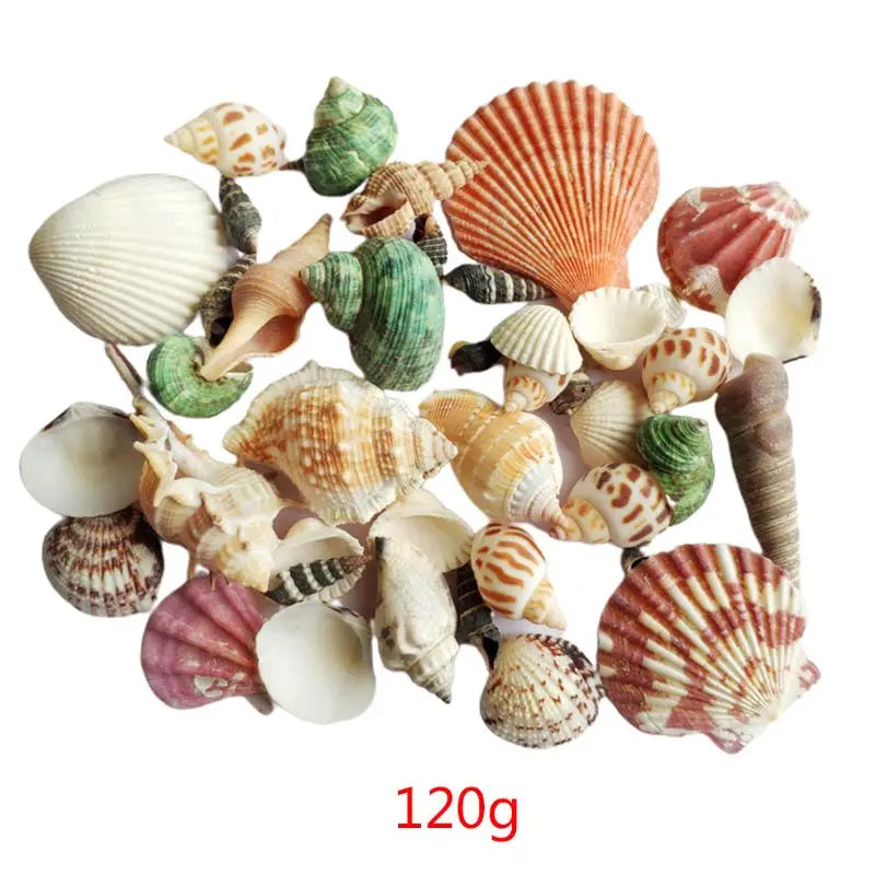 120g Natural Seashell Sea Conch Hermit House Aquarium Practical Shells Crafts Decorations Beach Durable Drop Shipping