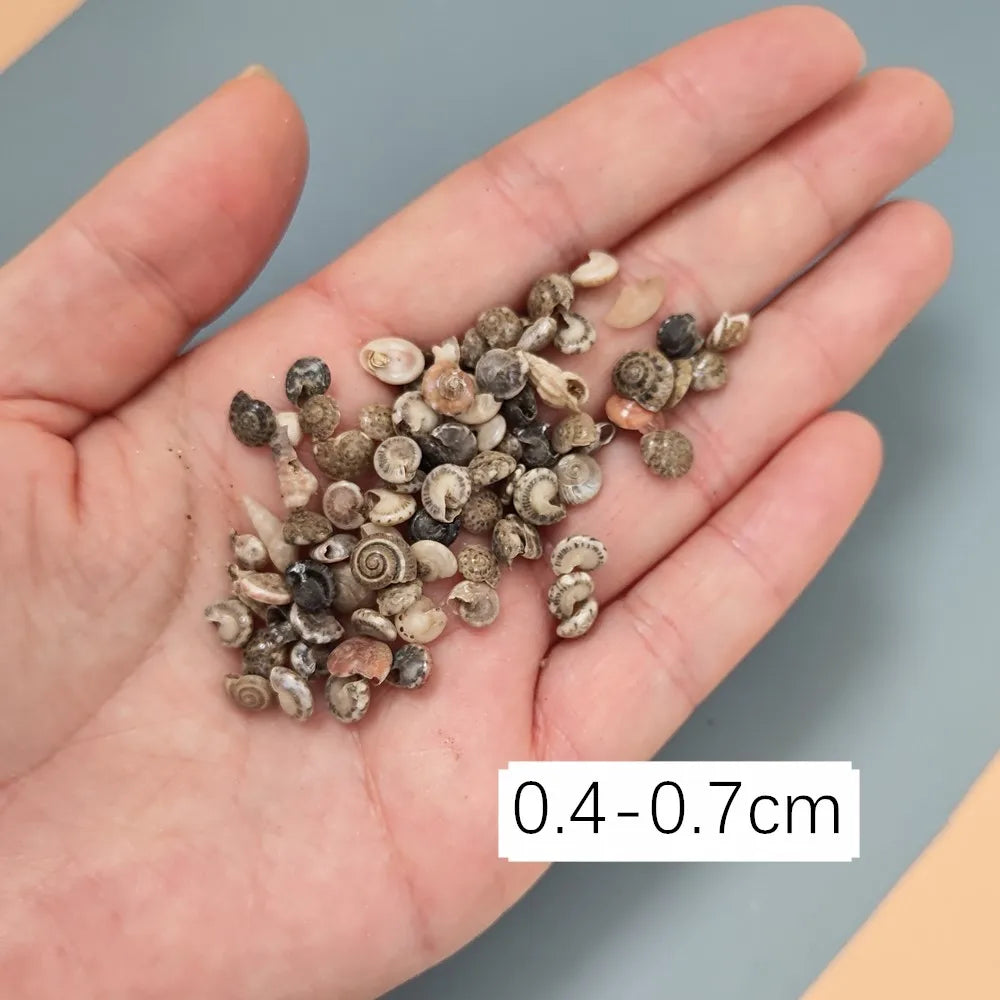 40piece 1-2cm Cute Starfish Natural Sea Shell Beads Mixed Jewelry Making Glass Vial Pendants Glass Globe Filler DIY Material