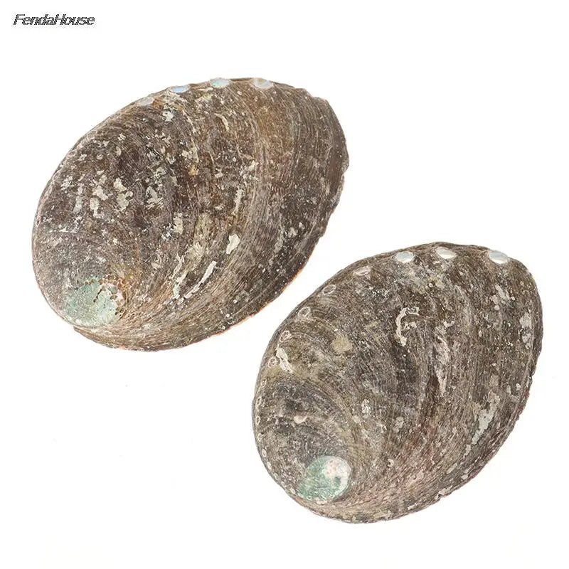 10-14Cm Natural Abalone Shell Large Sea Shells Nautical Decor Soap Landscape Fish Diy Aquarium Wedding Dish Tank Home Decor