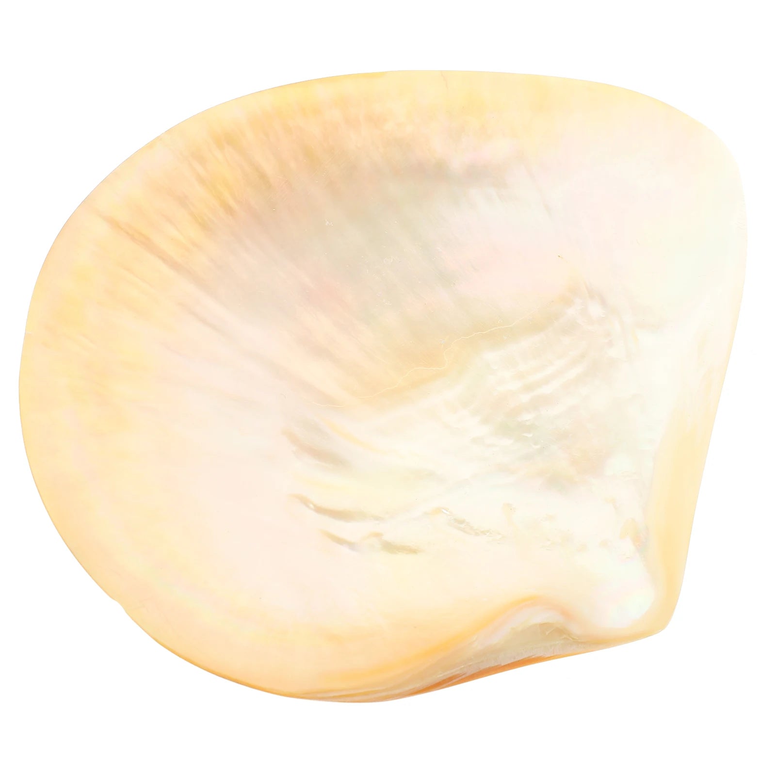 Shell Decorative Tray Dish Serving Trays Round Food Plate Dessert Cake Plates for Dinner Mother