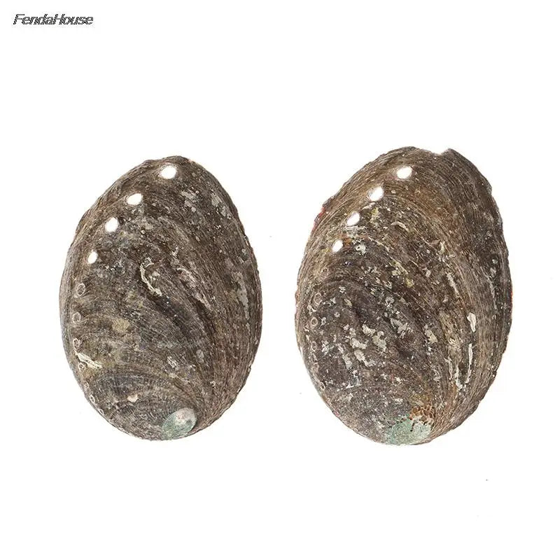 10-14Cm Natural Abalone Shell Large Sea Shells Nautical Decor Soap Landscape Fish Diy Aquarium Wedding Dish Tank Home Decor