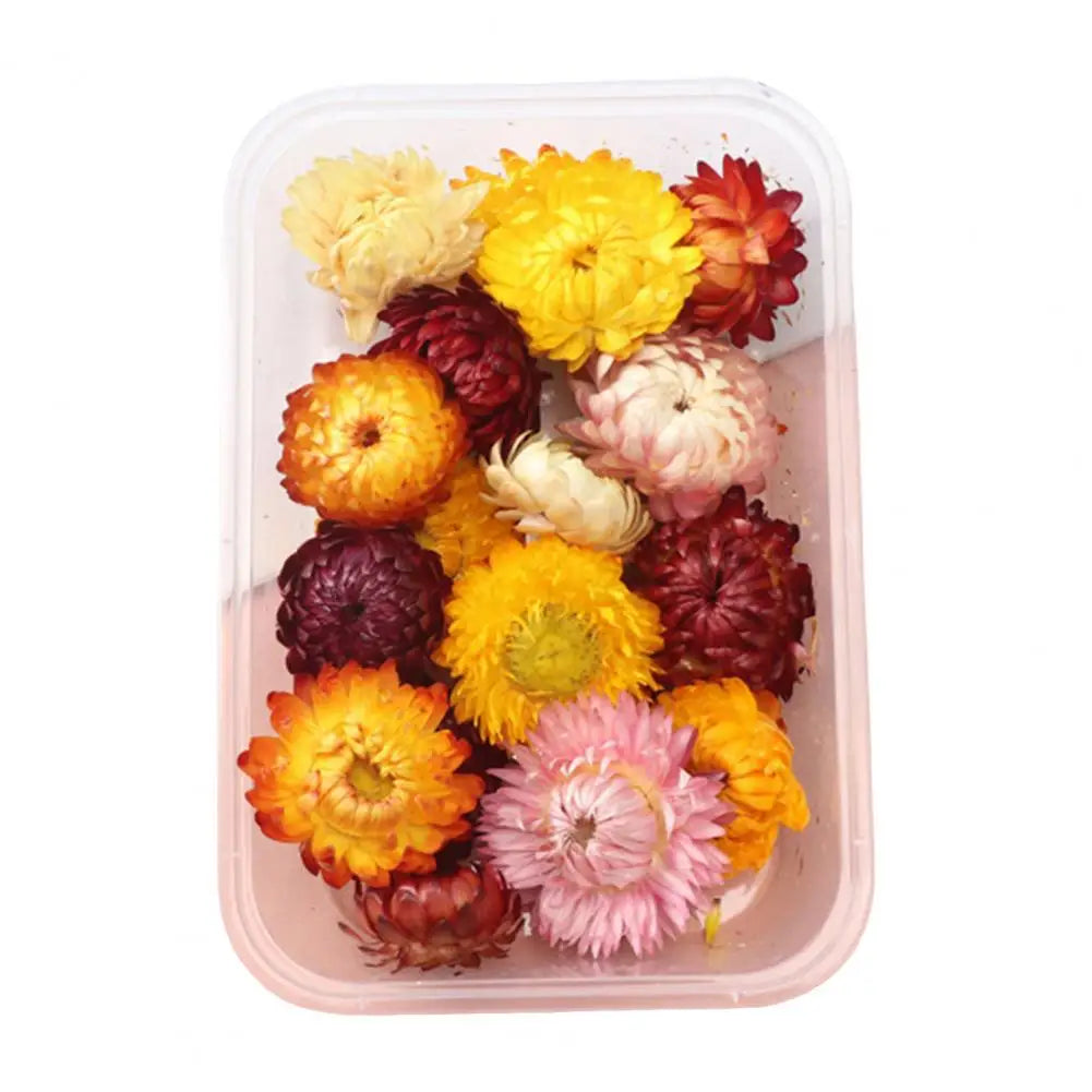 Dried Flowers Kit Real Natural Bulk DIY Handmade Everlasting Compressed Dried Flower Colorful Embossing Flowers Jewelry Supplies