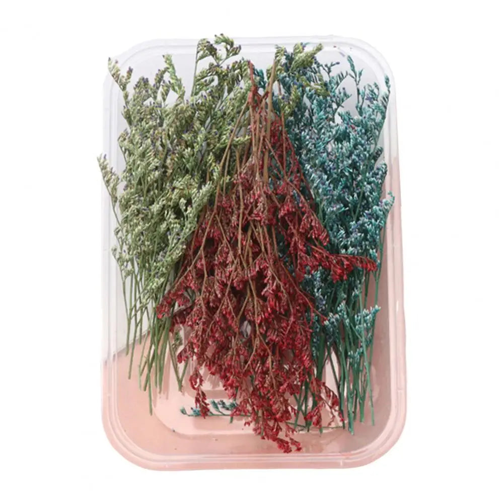 Dried Flowers Kit Real Natural Bulk DIY Handmade Everlasting Compressed Dried Flower Colorful Embossing Flowers Jewelry Supplies