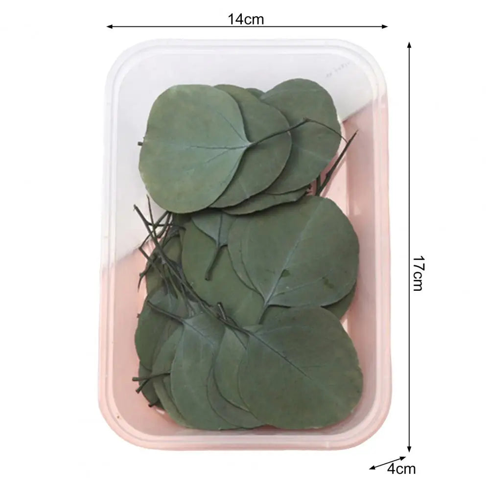 Dried Flowers Kit Real Natural Bulk DIY Handmade Everlasting Compressed Dried Flower Colorful Embossing Flowers Jewelry Supplies