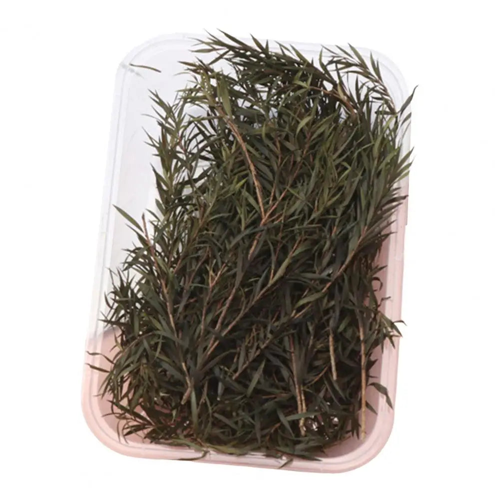 Dried Flowers Kit Real Natural Bulk DIY Handmade Everlasting Compressed Dried Flower Colorful Embossing Flowers Jewelry Supplies