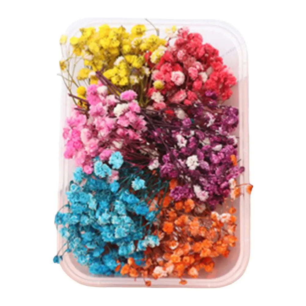 Dried Flowers Kit Real Natural Bulk DIY Handmade Everlasting Compressed Dried Flower Colorful Embossing Flowers Jewelry Supplies