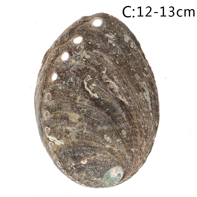10-14Cm Natural Abalone Shell Large Sea Shells Nautical Decor Soap Landscape Fish Diy Aquarium Wedding Dish Tank Home Decor