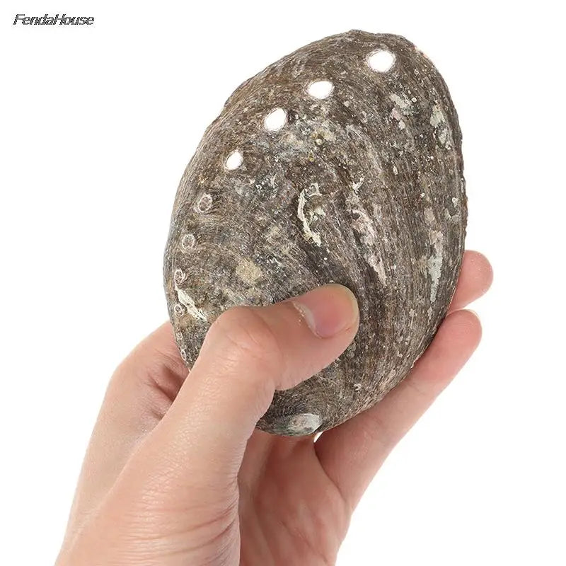 10-14Cm Natural Abalone Shell Large Sea Shells Nautical Decor Soap Landscape Fish Diy Aquarium Wedding Dish Tank Home Decor