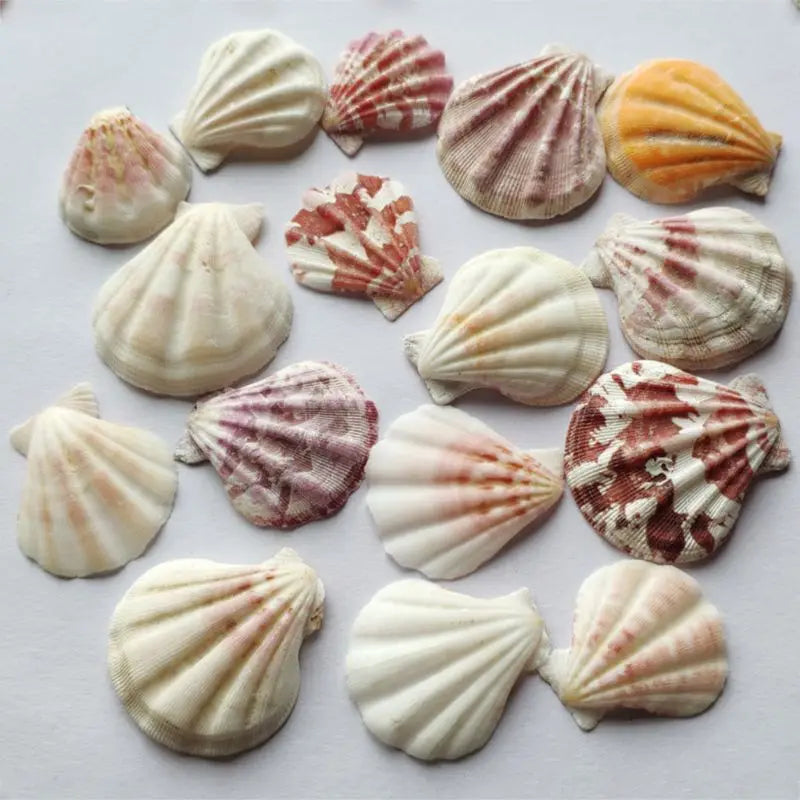 120g Natural Seashell Sea Conch Hermit House Aquarium Practical Shells Crafts Decorations Beach Durable Drop Shipping