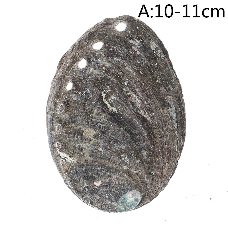 10-14Cm Natural Abalone Shell Large Sea Shells Nautical Decor Soap Landscape Fish Diy Aquarium Wedding Dish Tank Home Decor